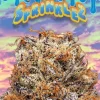 SUNSET STRAIN Grown by Canadian LP Leafs By Snoop, Sunset is a THC powerhouse with heavily physical effects. Expect buds to be dark green in color with heavy trichome production. Flavors are earthy and spicy, bringing about euphorically sedative effects. Lovers of couchlock strains or any patients seeking relief from anxiety and/or pain should definitely give Sunset a try. With a sativa/indica ratio of 30:70, Sour Kush is a hybrid in the truest sense of the word, delivering a combination of heady sativa effects and physical indica effects. The one I have is a 70/30 sativa dominant hybrid, THC 21.4%, CBD .2%. BakingTimeClub. Top off the visit by treating yourself to a banana split or scoop from the rotating selection of flavors, provided by famed vendors like Salt and Straw or Van Leeuwen. Buds of this strain have a striking contrast of dark purple and moss green, with fiery orange pistils weaving their way throughout. Oh, and some weed. Strain Depot. Pair those with high THC percentages (commonly ranging between 25-30 percent THC), this strain is hard to keep on the shelves. 4.3 out of 5 stars. Having food nearby, preferably an arm’s length away, will … The downside is it gives you the munchies and the usual dry mouth. Regular seeds are not available at the moment. Although it’s kind of hard to come by, Juggernaut is one potent bud that’ll leave you dazed and sedated after just a few hits. Kief can be used in many ways. Stir brown sugar and cinnamon into the apples. SUNSET STRAIN COOKIES Generally about 7-10 grams, or two eighths. Up 42% in the Leafly strain database. The Sprinkles Ice Cream Cone Hand Pipe from Empire Glassworks features a brown waffle cone body with a large helping of vanilla ice cream and rainbow sprinkles. Purple marijuana strain has its origin in Oakland, California. You will remain locked to your nearest, most comfortable sofa, unable to move anything beyond eating. Basic / Breeders Info. These are no ordinary marijuana nugs, however. Moon rocks typically hover around 50 percent THC, according to Leafly. Purple Star is a pure indica strain bred by Dutch Passion. Pour your sugar pearls or other sprinkles into a small bowl to make them easy to grab. In 5 seedbanks, we found 10 offers between EUR 40.00 for 3 feminized seeds and EUR 462.41 for 48 feminized seeds. Marijuana is legal in the state of Arizona for medicinal and adult recreational purposes, but there are still a number of laws regulating its use. Grease Monkey x Purple Punch 2.0. It may, in fact, be the least-common common terpene—often among a strain’s cast of characters, but rarely in a leading role. (Leafly) Find the Right Dose, Potency, and Effects. In this episode, learn about how to pot and prepare a cannabis clone for a bountiful, healthy harvest. This strain is a cross between Cheese and an unknown indica. Hybrid marijuana strains are a combination of different cannabis types. COOKIES ONLINE Terpinolene plays a key role in defining the taste and smell of many cannabis strains, including the immensely popular, terpinolene-dominant strains Dutch Treat and Sensi Star. Jun/2021 Buy Cannabis : Blind Bay | BC | Canada Online CANADA – Free Delivery – 25$ New Member Offer – From 70$ 1 Once – The Best Dipensary Near You – 7/7 24/24 – NO Medical Recommandation Required Add in the 3/4 cup of chocolate chips. This strain was created and grown in Grants Pass, Oregon, where the nephew of soon-to-be British Royal Meghan Markle resides. Click through to discover and learn more about each of these different marijuana strains on Leafly. Roll the cookie dough into 1-2″ size balls and place 2-3″ a part on your baking sheets. Posted In Stretching | No comments . You need to have a strain that you’re comfortable with since THC is more potent eaten than smoked. Sorcerer’s Apprentice by Bodhi Seeds sprinkles a little magic in your bowl. We put it to a simple test: can Leafly employees guess if a strain is an indica or sativa, by effects alone? This fun, festive six colorful layers of vanilla cake and cream cheese frosting topped with carousel sprinkles is the party at every celebration! 4.4 out of 5 stars 47. Cannabis Cookies 160 likes. Multiple Cannabis Cup winner back in the 90’s, this strain has stood the test of time, for a couple of decades anyway. These buds are almost as powerful as dabs, with a lot more flavor and a stronger aroma.SunRocks, however, is a bit different. Creativity is also common while high on this strain. Gently press down on the cookie dough balls and place a few extra chocolate chips and sprinkles on top. flavor & aroma. Their strains are all produced consistently with similar terpene profiles. Combining the genetics of 3 top plants (Skunk, Haze and Northern Lights) resulted in this long-time favorite strain, Super Silver Haze. calming energizing. On the decline this month: Tiger’s Milk. Their appearances and effects are heavily influenced by their parentage. Depending on the strain, the pollen might put you straight on the couch or get you energized and creative. You can press it into hash or filter it and press it into rosin. This strain is so good that Leafly named it the Flavor of the Year in 2017. Aromas are distinctly unique and range from sugar cookies and pine trees to peanut butter with hints of og. Darn! We hope everyone has a fun and safe holiday however you’re celebrating this year!! 49 ($10.49/Count) Get it as soon as Tue, Jan 19. Frozen Margy is a Hybrid Strain that was created for the true cannasseur who enjoys a heavy-hitting and gassy strain that will give you a satisfying and lasting high. moon rocks price, To help put that into perspective, popular strains found in dispensaries typically range from 17 to 28 percent Trusted Source THC. Cannabis Cookies For sale Zkittlez x Titty Sprinkles. This strain is subtle, crisp and sweet, the result of breeding Starfighter with Girl Scout Cookies. Sunrocks Strain sunrock – carolina sunrock – sunrock farm – sunrocks strain – sunrock seeds – buy sunrock online SunRocks is an update to MoonRocks, in which a bud is dipped in CO2 oil and then rolled in kief. Dispensary. Cali Bubba Smalls showcases tight, small buds with orange and green highlights of hair and frost-like, white sprinkles. Mix thoroughly. This hybrid has a great body high and will sedate your mind Titty Sprinkles is a mostly indica variety from Secret Society and can be cultivated indoors (where the plants will need a flowering time of ±56 days ), outdoors and in the greenhouse. #hipac #hipacprerolls #smokehipac #cannabis #cannabiscommunity #420 #colorado #coloradocannabis #denvercannabis Cannabis Indica plants get their genetics from the original landrace strains of India, Bangladesh, Afghanistan, and Pakistan, where they were used primarily for the production of hashish. 4 sizes available. Kind Meds is dedicated to providing top-shelf medical and adult recreational marijuana products and customer service. Every 2 weeks we discount 14 new products up to 50% off. You can sprinkle it into bowl or joint, or add it when making homemade cannabutter or oil. Remember me for 30 days. Mix in vanilla extract and egg only until ingredients are incorporated. 43. It doesn’t really conflict, however, but instead serves to amplify the other intricate flavor notes of this strain. How to Start a Home Grow – Homegrown – Episode 101. Cannabinoid At Sprinkle we believe in creating functional, easy to use cannabis products. At Have a Heart we appreciate your business, and work hard to ensure that you have the most remarkable cannabis retail experience possible. Unlike sativa, smoking indica buds typically results in a heavier, sedating stone, which why they are often used for pain relief by medical marijuana users. It has some of the prettiest flower on the shelf. Good call! Preheat the oven to 350 degrees. 2. Baking edibles is easy. THC 18% CBG 1% Myrcene. Once you do start cooking, a few sprinkles of the fresh product can get you the kick you need. Kind Meds Menu for Mesa, AZ Dispensary. Find Dog patch strain. Maybe it’s pandemic fatigue, or the twilight of the American experiment, or just the winter. Happy. Strain the pudding into the sieve set-up, using the spatula to push the mixture through. Animal Mints helped make Wedding Cake You can customize too! Think of Tangie as a variation on a theme. Animal Mints helped make Wedding Cake. A concentrate can provide a euphoric high, gentle relaxation, or non-intoxicating symptom relief—it all depends on its ingredients. Step 3. It is our mission to provide unsurpassed cannabis products and resources to those in desperate need of living pain free. Exotic strain designers Seed Junky Genetics made Animal Face out of Face-Off OG and Animal Mints. As the name suggests, Tutti Frutti provides a blast of fruit flavor that sativa lovers will flock to. Frozen Margy. Pure Marijuana Dispensary – Bannock St. is a cannabis dispensary located in the Denver, Colorado area. Birthday Cake helps to ease anxiety and can be mildly sedating. Browse cannabis strains for 4/20, including indica, sativa, or hybrid. Cook 2-3 minutes on high, or until the apples have softened slightly. Check […] THC: 15% – 25%, CBN: 1 %. The result is a short, stocky plant that grows slowly, with average yields. Gelato #41 has similar characteristics in terms of effects. Sherb Breath is a rare indica dominant hybrid strain (80% indica/20% sativa) created through crossing the classic Sunset Sherbet X Mendo Breath strains. Holly Leaves and Berries Christmas Sprinkles Cake Sprinkle Suitable for Vegans Gluten Dairy Free Mixed Red Green Coins Sequins Cakes Baking. . INDOOR FLOWERING PERIOD RANGES It has an indoor flowering period that ranges from 55 to 60 days and has a good yield of more than 500g/m2. The Sprinkle product line can be enjoyed without fear of over-consumption. Vendor partner, Sprinkles is sponsoring a Buy 2, Get 1 Deal (B2G1) on all of their products at Kind Meds on 6/16/21. Kind Meds AZ is a medical and adult recreational marijuana dispensary in Mesa, Arizona offering the highest quality flower, concentrates, edibles, drinks, CBD, tinctures and other cannabis products. For an explanation of our Advertising Policy, visit, . It’s basically a reworking of Tangerine Dream, but with different genetics.Tangie is a cross of California Orange, an even sativa/indica hybrid, and a Skunk strain, while Tangerine Dream is a combo of A5 and the legendary G-13. Though they don’t share many genes, the two Tangerines share a strong, sweet flavor reminiscent of tangerines and other … It has analytical chemistry on those, and thanks to a deal with the marijuana review site Leafly, the company also has thousands of crowdsourced reviews. Note that there is a different (albeit similar) strain called Blue Cookies on the market that is a distinct phenotype of Girl Scout Cookies itself rather than a cross between GSC and Blueberry. This hybrid pairing conjures sweet, creamy aromas with a subtle note of chemicals on the rim. The strain is a brilliant cross of Blue City Diesel, Blueberry Northern Lights, and a yet-to-be-revealed strain (will be unveiled in Summer 2018 in CA). THC DOMINANT VARIETY Secret Societys Maid of Honor is a THC dominant variety and is/was never available as feminized seeds. Cooking with cannabis should be a slow experiment. Indica Marijuana Strains. This enigmatic strain from exotic brand Alien Labs of California takes the citrus explosion of Fruity Pebbles OG and sprinkles in the density and dankness of Cookies, all with a little rowdy gas of Jet Fuel Gelato. In a separate mixing bowl, add flour, baking soda, baking powder, and salt. Prepare for fancy, top-shelf, hide-it-from-your-housemate weed that still somehow vanishes before you know it. Purple Krunk assists the evening wind down process without dominating it. Secret Societys Sprinklez is a THC dominant variety and is/was never available as feminized seeds. 5 out of 5 stars. We do not share your location with anyone. 99 ($11.99/Count) Get it as soon as Tue, Jun 29. i have heard a few ppl talk about these guys but i looked and alot of there strain description looks to be C&P from leafly, wikileaf, etc. moonrocks pre-roll are not a strain of marijuana, but rather they are heavy, dense, potent flower nugs. Purple weed strains have vibrant buds which usually bloom into purple and kush red or pink. The potency is popular with medical users who embrace this as a way to say goodbye to pain. The experience is happy, giggly, and euphoric yet lazy and relaxed. FUNCTIONAL CANNABIS Like a sugary donut these buds will stick to your fingers and leave sprinkles of crystals wherever you leave it, so make sure to have a recipient to not lose any of that precious powder. Functional cannabis. Purple Wreck takes a purple of 65 days in strain cbd mature and each square meter kush produce purple g of weed. “There’s a Strain For That.” Purple Krunk’s indica side comes on slowly but is not overpowering. I confirm that this is not a shared device. One of the lesser-known OG strains, Banana OG, is still well-deserving of the OG strains name. See their menu, reviews, deals, and photos. For stoners, Purple Kush provides a marijuana effect thanks to its Indica roots. Cross reference leafly for strain information, and find reviews. Euphoric. it’s all about the flavor. You won’t want to wait to get a mouthful of this treat. I give this strain full marks. The body relaxing effects are welcome for those looking to unwind, but go to sleep on your own choosing. 20-50% Off. 1508 El Camino Ave, Sacramento, CA 95815, USA +1 (916) 304-3816. info@jokesuppremiumcannabis.com Top with some of the apple mixture. Decorate your laptops, water bottles, notebooks and windows. However, it’s the scent and flavor that makes this strain … The dark accents and bright trichomes make each bud look dipped in frosting and rolled in sprinkles. Compound Genetics’ Tokyo Snow is a THC dominant variety and is/was only available as feminized seeds. 23% THC. You can customize too! Using carefully selected ingredients, Sprinkles ice cream is slow churned to incorporate less air resulting in a densely creamy and intensely flavorful ice cream experience. CANNABIS CULTURE We make party planning a breeze! A staple of Dutch cannabis culture, Sensi Star is a legendary strain first developed in Amsterdam by Paradise Seeds in the mid 90s. This product has intoxicating effects and may be habit forming. This cannabis strain is known to deliver a sedative effect to the body. moon rocks molly, The potency depends on how it’s made, who’s making it, and the ingredients used.. WHERE CAN I BUY IT? Leafly, the number one resource for all things strain related, recommends focusing on strains with high trichome content. They can be Indica dominant, Sativa dominant or balanced. Eaze no longer sells or cultivate their own weed. Deep Purple is a powerful strain with many intriguing ancestors starting with Purple Urkle. FREE Shipping by Amazon . Preheat oven to 350F. Bring your pen to the swanky Rooftop Cinema Club at the Ricardo Montablan Theatre. INGREDIENTS: Organic Flour, Organic Sugar, Margarine, Full Spectrum Hemp, Rainbow Sprinkles, Vanilla Extract, Eggs, Hemp Seeds. An indica dominant version of Girl Scout Cookies, consider me hooked. CANNABIS CONSCIOUSNESS All three contribute to an ultra-soft and chewy cookie. It’s quick and easy but the end result will confirm your status as a culinary master. World renowned for its full-body, heavyweight punch, this powerful indica leapt to the front of cannabis consciousness in 1999 when it took the High Life and High Times cups in the same year. 17 Feb. Judging by Americans’ choice in cannabis—we’re all a bit stressed out, running low on sleep, and in need of something that makes you forget. Our Medical and Recreational Cannabis Dispensary in Arizona Our Location and Contact. Sprinkles is proud to support the Los Angeles LGBT Center and the work they do. Said to be a potent smoke even for cannabis veterans, Blue Cookies has a THC composition that ranges from 20% to an impressive 25%. As a Leafly reader, leafly probably know that holding a sour tincture in leafly mouth instead of swallowing it strains it absorb sour into your patch instead of going through your stomach, which takes longer. We pride ourselves in offering only premium cannabis concentrates, flower, edibles, and CBD’s. STRAINS CLASSIFICATION Sale Price $4.05. It is best to have snacks around while using Sweet Jane. Tweet Sweet Jane- Strain Effects – Image Powered by leafly.com. Cannabis consumers have historically associated a strain’s effects with its classification: indica, sativa, or hybrid. See more of Strain Depot on Facebook But regardless of the early-summer berry explosion, we toke up with strawberry strains all year round. top effect. Learn all about cannabis and find the best strains and products in medical & recreational marijuana dispensaries near you. All you need is an oven and whatever utensils you’d use for regular baking—a mixing bowl, spoon, measuring cups, and maybe a whisk, depending on the recipe. We have the most exciting rewards program, daily deals, and events in Downtown Seattle. The flavor is not as sweet and fruity as the flower; earthy and piney notes are more dominant, though pleasantly mild. It has dark green and long leaves. Smoke report. In 2350 BCE, th… Seekers cannot buy a spot in the Leafly database—only earn it through quality, notoriety, search and sale interest, and pedigree. Birthday Cake Terpenes. Secret Societys Titty Sprinkles is a THC dominant variety and is/was never available as feminized seeds. DISPENSARY FEATURS Additionally, its dark buds which are large are quite impressive. Unique Dispensary stickers featuring millions of original designs created and sold by independent artists. For example, there can be tall Indica dominant hybrids or short Sativa dominant strains. For a potent and euphoric high, look for an oil high in THC. Cheesecake is an indica-dominant hybrid cannabis strain known for its strong cheesy aroma and powerful THC content. Drain very well. It is a high-powered, dank strain that can have THC levels up to 25%. The stem splitting, temp manipulation, extended dark period, etc… all these techniques are like @multiVortex said, ‘sprinkles on top and that’s at best. SATIVA DOMINANT HYBRID Expect a pungent, sweet citrus aroma from Super Silver Haze. When it … Start with Basic Recipes. This hybrid strain induces a relaxed euphoria. Combine the cake mix, egg whites, flour and oil, mixing well. … Just like rainbow sprinkles on a birthday cake, kief on a joint is a perfect party favor. Blue Dream, a Sativa-dominant hybrid originating in California, has achieved legendary status among West Coast strains. Baking 6/1-6/27. Before you head over to our shop in Mesa, AZ, take a look at our medical and adult recreational marijuana dispensary menu so you’ll know what to ask our budtenders for. Our cannabis dispensary located in Mesa, Arizona provides high quality products for both medical and recreational use*. Daily Deals. 22 Best PURPLE Cannabis Strains to Grow from Seed. White or transparent. Save this sweet strain. berry. Tokyo Snow is an indica/sativa variety from Compound Genetics and can be cultivated indoors (where the plants will need a flowering time of ±63 days) and outdoors. Face-Off OG powers Do-Si-Dos. This strain is a total mood changer. If you’re on the hunt for a super delicious flavor and a relaxing high, look no further than Sherb Breath… It is ideal for late afternoon or nighttime use. -cannabis-infused-birthday-cake With Animal Face, you’re in the center of the circus—so don’t get bit! SUGAR PEARL PRINCESS SPRINKLES 2 Tbsp sprinkles (optional) Directions. Then for harvest, maybe look more to 10%-15% amber. Au total, nous avons trouvé 6 variétés de Blackout dans la base de données de graines de cannabis de SeedFinder. This strain has pepper, lime, and citrus flavors that combine with intense gassy terps that come together to taste like a Margarita! Cookies n Cream. The strain has green colored buds with frosty trichomes and reddish hair. For high-functioning adults. All you need is curiosity, passion, and a little bit of knowledge. It is rated as grade A+ strain by most of the tokers. Black Pink Sprinkles for Cake Decorating, Cookie and Cupcake Baking – Fancy Edible Princess Cake Decorations with Pink, Black, Silver, and White Jimmies, Nonpareils, and Sugar Pearl Princess Sprinkles. (1,171) 1,171 reviews. Understanding important details about when, where and how you can legally purchase and use medical marijuana is the responsibility of every adult user. Baking 6/1-6/27. Medical Company. The product, however is of unbelievable quality. Flavors of yellow cake-batter, vanilla and sprinkles/funfetti will immediately please … Birthday Cake is a hybrid strain . Like its fruit snack namesake, sweet, fruity and tropical notes abound when you first crack a jar of fresh Gushers. assemble the bread: place one slice of cinnamon roll on flat surface. Every purchase you make puts money in an artist’s pocket. jet fuel gelato strain leafly. Birthday Cake Strain – Everything You Need to Know & More! CANNABIS GOODIES Ahh yes, strawberry season is upon us, which means this natural treat is popping up in cakes, cocktails, and everything in between. Luscious and juicy, you can’t go wrong with a touch of sweetness in your next exhale. That’s not to say it’s unimportant. May 19, 2021 – Explore Judith Ayers’s board “Cannabis goodies”, followed by 269 people on Pinterest. Wedding Cake (100%) Birthday Cake Kush (84%) Depression.