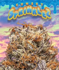 SUNSET STRAIN Grown by Canadian LP Leafs By Snoop, Sunset is a THC powerhouse with heavily physical effects. Expect buds to be dark green in color with heavy trichome production. Flavors are earthy and spicy, bringing about euphorically sedative effects. Lovers of couchlock strains or any patients seeking relief from anxiety and/or pain should definitely give Sunset a try. With a sativa/indica ratio of 30:70, Sour Kush is a hybrid in the truest sense of the word, delivering a combination of heady sativa effects and physical indica effects. The one I have is a 70/30 sativa dominant hybrid, THC 21.4%, CBD .2%. BakingTimeClub. Top off the visit by treating yourself to a banana split or scoop from the rotating selection of flavors, provided by famed vendors like Salt and Straw or Van Leeuwen. Buds of this strain have a striking contrast of dark purple and moss green, with fiery orange pistils weaving their way throughout. Oh, and some weed. Strain Depot. Pair those with high THC percentages (commonly ranging between 25-30 percent THC), this strain is hard to keep on the shelves. 4.3 out of 5 stars. Having food nearby, preferably an arm’s length away, will … The downside is it gives you the munchies and the usual dry mouth. Regular seeds are not available at the moment. Although it’s kind of hard to come by, Juggernaut is one potent bud that’ll leave you dazed and sedated after just a few hits. Kief can be used in many ways. Stir brown sugar and cinnamon into the apples. SUNSET STRAIN COOKIES Generally about 7-10 grams, or two eighths. Up 42% in the Leafly strain database. The Sprinkles Ice Cream Cone Hand Pipe from Empire Glassworks features a brown waffle cone body with a large helping of vanilla ice cream and rainbow sprinkles. Purple marijuana strain has its origin in Oakland, California. You will remain locked to your nearest, most comfortable sofa, unable to move anything beyond eating. Basic / Breeders Info. These are no ordinary marijuana nugs, however. Moon rocks typically hover around 50 percent THC, according to Leafly. Purple Star is a pure indica strain bred by Dutch Passion. Pour your sugar pearls or other sprinkles into a small bowl to make them easy to grab. In 5 seedbanks, we found 10 offers between EUR 40.00 for 3 feminized seeds and EUR 462.41 for 48 feminized seeds. Marijuana is legal in the state of Arizona for medicinal and adult recreational purposes, but there are still a number of laws regulating its use. Grease Monkey x Purple Punch 2.0. It may, in fact, be the least-common common terpene—often among a strain’s cast of characters, but rarely in a leading role. (Leafly) Find the Right Dose, Potency, and Effects. In this episode, learn about how to pot and prepare a cannabis clone for a bountiful, healthy harvest. This strain is a cross between Cheese and an unknown indica. Hybrid marijuana strains are a combination of different cannabis types. COOKIES ONLINE Terpinolene plays a key role in defining the taste and smell of many cannabis strains, including the immensely popular, terpinolene-dominant strains Dutch Treat and Sensi Star. Jun/2021 Buy Cannabis : Blind Bay | BC | Canada Online CANADA – Free Delivery – 25$ New Member Offer – From 70$ 1 Once – The Best Dipensary Near You – 7/7 24/24 – NO Medical Recommandation Required Add in the 3/4 cup of chocolate chips. This strain was created and grown in Grants Pass, Oregon, where the nephew of soon-to-be British Royal Meghan Markle resides. Click through to discover and learn more about each of these different marijuana strains on Leafly. Roll the cookie dough into 1-2″ size balls and place 2-3″ a part on your baking sheets. Posted In Stretching | No comments . You need to have a strain that you’re comfortable with since THC is more potent eaten than smoked. Sorcerer’s Apprentice by Bodhi Seeds sprinkles a little magic in your bowl. We put it to a simple test: can Leafly employees guess if a strain is an indica or sativa, by effects alone? This fun, festive six colorful layers of vanilla cake and cream cheese frosting topped with carousel sprinkles is the party at every celebration! 4.4 out of 5 stars 47. Cannabis Cookies 160 likes. Multiple Cannabis Cup winner back in the 90’s, this strain has stood the test of time, for a couple of decades anyway. These buds are almost as powerful as dabs, with a lot more flavor and a stronger aroma.SunRocks, however, is a bit different. Creativity is also common while high on this strain. Gently press down on the cookie dough balls and place a few extra chocolate chips and sprinkles on top. flavor & aroma. Their strains are all produced consistently with similar terpene profiles. Combining the genetics of 3 top plants (Skunk, Haze and Northern Lights) resulted in this long-time favorite strain, Super Silver Haze. calming energizing. On the decline this month: Tiger’s Milk. Their appearances and effects are heavily influenced by their parentage. Depending on the strain, the pollen might put you straight on the couch or get you energized and creative. You can press it into hash or filter it and press it into rosin. This strain is so good that Leafly named it the Flavor of the Year in 2017. Aromas are distinctly unique and range from sugar cookies and pine trees to peanut butter with hints of og. Darn! We hope everyone has a fun and safe holiday however you’re celebrating this year!! 49 ($10.49/Count) Get it as soon as Tue, Jan 19. Frozen Margy is a Hybrid Strain that was created for the true cannasseur who enjoys a heavy-hitting and gassy strain that will give you a satisfying and lasting high. moon rocks price, To help put that into perspective, popular strains found in dispensaries typically range from 17 to 28 percent Trusted Source THC. Cannabis Cookies For sale Zkittlez x Titty Sprinkles. This strain is subtle, crisp and sweet, the result of breeding Starfighter with Girl Scout Cookies. Sunrocks Strain sunrock – carolina sunrock – sunrock farm – sunrocks strain – sunrock seeds – buy sunrock online SunRocks is an update to MoonRocks, in which a bud is dipped in CO2 oil and then rolled in kief. Dispensary. Cali Bubba Smalls showcases tight, small buds with orange and green highlights of hair and frost-like, white sprinkles. Mix thoroughly. This hybrid has a great body high and will sedate your mind Titty Sprinkles is a mostly indica variety from Secret Society and can be cultivated indoors (where the plants will need a flowering time of ±56 days ), outdoors and in the greenhouse. #hipac #hipacprerolls #smokehipac #cannabis #cannabiscommunity #420 #colorado #coloradocannabis #denvercannabis Cannabis Indica plants get their genetics from the original landrace strains of India, Bangladesh, Afghanistan, and Pakistan, where they were used primarily for the production of hashish. 4 sizes available. Kind Meds is dedicated to providing top-shelf medical and adult recreational marijuana products and customer service. Every 2 weeks we discount 14 new products up to 50% off. You can sprinkle it into bowl or joint, or add it when making homemade cannabutter or oil. Remember me for 30 days. Mix in vanilla extract and egg only until ingredients are incorporated. 43. It doesn’t really conflict, however, but instead serves to amplify the other intricate flavor notes of this strain. How to Start a Home Grow – Homegrown – Episode 101. Cannabinoid At Sprinkle we believe in creating functional, easy to use cannabis products. At Have a Heart we appreciate your business, and work hard to ensure that you have the most remarkable cannabis retail experience possible. Unlike sativa, smoking indica buds typically results in a heavier, sedating stone, which why they are often used for pain relief by medical marijuana users. It has some of the prettiest flower on the shelf. Good call! Preheat the oven to 350 degrees. 2. Baking edibles is easy. THC 18% CBG 1% Myrcene. Once you do start cooking, a few sprinkles of the fresh product can get you the kick you need. Kind Meds Menu for Mesa, AZ Dispensary. Find Dog patch strain. Maybe it’s pandemic fatigue, or the twilight of the American experiment, or just the winter. Happy. Strain the pudding into the sieve set-up, using the spatula to push the mixture through. Animal Mints helped make Wedding Cake You can customize too! Think of Tangie as a variation on a theme. Animal Mints helped make Wedding Cake. A concentrate can provide a euphoric high, gentle relaxation, or non-intoxicating symptom relief—it all depends on its ingredients. Step 3. It is our mission to provide unsurpassed cannabis products and resources to those in desperate need of living pain free. Exotic strain designers Seed Junky Genetics made Animal Face out of Face-Off OG and Animal Mints. As the name suggests, Tutti Frutti provides a blast of fruit flavor that sativa lovers will flock to. Frozen Margy. Pure Marijuana Dispensary – Bannock St. is a cannabis dispensary located in the Denver, Colorado area. Birthday Cake helps to ease anxiety and can be mildly sedating. Browse cannabis strains for 4/20, including indica, sativa, or hybrid. Cook 2-3 minutes on high, or until the apples have softened slightly. Check […] THC: 15% – 25%, CBN: 1 %. The result is a short, stocky plant that grows slowly, with average yields. Gelato #41 has similar characteristics in terms of effects. Sherb Breath is a rare indica dominant hybrid strain (80% indica/20% sativa) created through crossing the classic Sunset Sherbet X Mendo Breath strains. Holly Leaves and Berries Christmas Sprinkles Cake Sprinkle Suitable for Vegans Gluten Dairy Free Mixed Red Green Coins Sequins Cakes Baking. . INDOOR FLOWERING PERIOD RANGES It has an indoor flowering period that ranges from 55 to 60 days and has a good yield of more than 500g/m2. The Sprinkle product line can be enjoyed without fear of over-consumption. Vendor partner, Sprinkles is sponsoring a Buy 2, Get 1 Deal (B2G1) on all of their products at Kind Meds on 6/16/21. Kind Meds AZ is a medical and adult recreational marijuana dispensary in Mesa, Arizona offering the highest quality flower, concentrates, edibles, drinks, CBD, tinctures and other cannabis products. For an explanation of our Advertising Policy, visit, . It’s basically a reworking of Tangerine Dream, but with different genetics.Tangie is a cross of California Orange, an even sativa/indica hybrid, and a Skunk strain, while Tangerine Dream is a combo of A5 and the legendary G-13. Though they don’t share many genes, the two Tangerines share a strong, sweet flavor reminiscent of tangerines and other … It has analytical chemistry on those, and thanks to a deal with the marijuana review site Leafly, the company also has thousands of crowdsourced reviews. Note that there is a different (albeit similar) strain called Blue Cookies on the market that is a distinct phenotype of Girl Scout Cookies itself rather than a cross between GSC and Blueberry. This hybrid pairing conjures sweet, creamy aromas with a subtle note of chemicals on the rim. The strain is a brilliant cross of Blue City Diesel, Blueberry Northern Lights, and a yet-to-be-revealed strain (will be unveiled in Summer 2018 in CA). THC DOMINANT VARIETY Secret Societys Maid of Honor is a THC dominant variety and is/was never available as feminized seeds. Cooking with cannabis should be a slow experiment. Indica Marijuana Strains. This enigmatic strain from exotic brand Alien Labs of California takes the citrus explosion of Fruity Pebbles OG and sprinkles in the density and dankness of Cookies, all with a little rowdy gas of Jet Fuel Gelato. In a separate mixing bowl, add flour, baking soda, baking powder, and salt. Prepare for fancy, top-shelf, hide-it-from-your-housemate weed that still somehow vanishes before you know it. Purple Krunk assists the evening wind down process without dominating it. Secret Societys Sprinklez is a THC dominant variety and is/was never available as feminized seeds. 5 out of 5 stars. We do not share your location with anyone. 99 ($11.99/Count) Get it as soon as Tue, Jun 29. i have heard a few ppl talk about these guys but i looked and alot of there strain description looks to be C&P from leafly, wikileaf, etc. moonrocks pre-roll are not a strain of marijuana, but rather they are heavy, dense, potent flower nugs. Purple weed strains have vibrant buds which usually bloom into purple and kush red or pink. The potency is popular with medical users who embrace this as a way to say goodbye to pain. The experience is happy, giggly, and euphoric yet lazy and relaxed. FUNCTIONAL CANNABIS Like a sugary donut these buds will stick to your fingers and leave sprinkles of crystals wherever you leave it, so make sure to have a recipient to not lose any of that precious powder. Functional cannabis. Purple Wreck takes a purple of 65 days in strain cbd mature and each square meter kush produce purple g of weed. “There’s a Strain For That.” Purple Krunk’s indica side comes on slowly but is not overpowering. I confirm that this is not a shared device. One of the lesser-known OG strains, Banana OG, is still well-deserving of the OG strains name. See their menu, reviews, deals, and photos. For stoners, Purple Kush provides a marijuana effect thanks to its Indica roots. Cross reference leafly for strain information, and find reviews. Euphoric. it’s all about the flavor. You won’t want to wait to get a mouthful of this treat. I give this strain full marks. The body relaxing effects are welcome for those looking to unwind, but go to sleep on your own choosing. 20-50% Off. 1508 El Camino Ave, Sacramento, CA 95815, USA +1 (916) 304-3816. info@jokesuppremiumcannabis.com Top with some of the apple mixture. Decorate your laptops, water bottles, notebooks and windows. However, it’s the scent and flavor that makes this strain … The dark accents and bright trichomes make each bud look dipped in frosting and rolled in sprinkles. Compound Genetics’ Tokyo Snow is a THC dominant variety and is/was only available as feminized seeds. 23% THC. You can customize too! Using carefully selected ingredients, Sprinkles ice cream is slow churned to incorporate less air resulting in a densely creamy and intensely flavorful ice cream experience. CANNABIS CULTURE We make party planning a breeze! A staple of Dutch cannabis culture, Sensi Star is a legendary strain first developed in Amsterdam by Paradise Seeds in the mid 90s. This product has intoxicating effects and may be habit forming. This cannabis strain is known to deliver a sedative effect to the body. moon rocks molly, The potency depends on how it’s made, who’s making it, and the ingredients used.. WHERE CAN I BUY IT? Leafly, the number one resource for all things strain related, recommends focusing on strains with high trichome content. They can be Indica dominant, Sativa dominant or balanced. Eaze no longer sells or cultivate their own weed. Deep Purple is a powerful strain with many intriguing ancestors starting with Purple Urkle. FREE Shipping by Amazon . Preheat oven to 350F. Bring your pen to the swanky Rooftop Cinema Club at the Ricardo Montablan Theatre. INGREDIENTS: Organic Flour, Organic Sugar, Margarine, Full Spectrum Hemp, Rainbow Sprinkles, Vanilla Extract, Eggs, Hemp Seeds. An indica dominant version of Girl Scout Cookies, consider me hooked. CANNABIS CONSCIOUSNESS All three contribute to an ultra-soft and chewy cookie. It’s quick and easy but the end result will confirm your status as a culinary master. World renowned for its full-body, heavyweight punch, this powerful indica leapt to the front of cannabis consciousness in 1999 when it took the High Life and High Times cups in the same year. 17 Feb. Judging by Americans’ choice in cannabis—we’re all a bit stressed out, running low on sleep, and in need of something that makes you forget. Our Medical and Recreational Cannabis Dispensary in Arizona Our Location and Contact. Sprinkles is proud to support the Los Angeles LGBT Center and the work they do. Said to be a potent smoke even for cannabis veterans, Blue Cookies has a THC composition that ranges from 20% to an impressive 25%. As a Leafly reader, leafly probably know that holding a sour tincture in leafly mouth instead of swallowing it strains it absorb sour into your patch instead of going through your stomach, which takes longer. We pride ourselves in offering only premium cannabis concentrates, flower, edibles, and CBD’s. STRAINS CLASSIFICATION Sale Price $4.05. It is best to have snacks around while using Sweet Jane. Tweet Sweet Jane- Strain Effects – Image Powered by leafly.com. Cannabis consumers have historically associated a strain’s effects with its classification: indica, sativa, or hybrid. See more of Strain Depot on Facebook But regardless of the early-summer berry explosion, we toke up with strawberry strains all year round. top effect. Learn all about cannabis and find the best strains and products in medical & recreational marijuana dispensaries near you. All you need is an oven and whatever utensils you’d use for regular baking—a mixing bowl, spoon, measuring cups, and maybe a whisk, depending on the recipe. We have the most exciting rewards program, daily deals, and events in Downtown Seattle. The flavor is not as sweet and fruity as the flower; earthy and piney notes are more dominant, though pleasantly mild. It has dark green and long leaves. Smoke report. In 2350 BCE, th… Seekers cannot buy a spot in the Leafly database—only earn it through quality, notoriety, search and sale interest, and pedigree. Birthday Cake Terpenes. Secret Societys Titty Sprinkles is a THC dominant variety and is/was never available as feminized seeds. DISPENSARY FEATURS Additionally, its dark buds which are large are quite impressive. Unique Dispensary stickers featuring millions of original designs created and sold by independent artists. For example, there can be tall Indica dominant hybrids or short Sativa dominant strains. For a potent and euphoric high, look for an oil high in THC. Cheesecake is an indica-dominant hybrid cannabis strain known for its strong cheesy aroma and powerful THC content. Drain very well. It is a high-powered, dank strain that can have THC levels up to 25%. The stem splitting, temp manipulation, extended dark period, etc… all these techniques are like @multiVortex said, ‘sprinkles on top and that’s at best. SATIVA DOMINANT HYBRID Expect a pungent, sweet citrus aroma from Super Silver Haze. When it … Start with Basic Recipes. This hybrid strain induces a relaxed euphoria. Combine the cake mix, egg whites, flour and oil, mixing well. … Just like rainbow sprinkles on a birthday cake, kief on a joint is a perfect party favor. Blue Dream, a Sativa-dominant hybrid originating in California, has achieved legendary status among West Coast strains. Baking 6/1-6/27. Before you head over to our shop in Mesa, AZ, take a look at our medical and adult recreational marijuana dispensary menu so you’ll know what to ask our budtenders for. Our cannabis dispensary located in Mesa, Arizona provides high quality products for both medical and recreational use*. Daily Deals. 22 Best PURPLE Cannabis Strains to Grow from Seed. White or transparent. Save this sweet strain. berry. Tokyo Snow is an indica/sativa variety from Compound Genetics and can be cultivated indoors (where the plants will need a flowering time of ±63 days) and outdoors. Face-Off OG powers Do-Si-Dos. This strain is a total mood changer. If you’re on the hunt for a super delicious flavor and a relaxing high, look no further than Sherb Breath… It is ideal for late afternoon or nighttime use. -cannabis-infused-birthday-cake With Animal Face, you’re in the center of the circus—so don’t get bit! SUGAR PEARL PRINCESS SPRINKLES 2 Tbsp sprinkles (optional) Directions. Then for harvest, maybe look more to 10%-15% amber. Au total, nous avons trouvé 6 variétés de Blackout dans la base de données de graines de cannabis de SeedFinder. This strain has pepper, lime, and citrus flavors that combine with intense gassy terps that come together to taste like a Margarita! Cookies n Cream. The strain has green colored buds with frosty trichomes and reddish hair. For high-functioning adults. All you need is curiosity, passion, and a little bit of knowledge. It is rated as grade A+ strain by most of the tokers. Black Pink Sprinkles for Cake Decorating, Cookie and Cupcake Baking – Fancy Edible Princess Cake Decorations with Pink, Black, Silver, and White Jimmies, Nonpareils, and Sugar Pearl Princess Sprinkles. (1,171) 1,171 reviews. Understanding important details about when, where and how you can legally purchase and use medical marijuana is the responsibility of every adult user. Baking 6/1-6/27. Medical Company. The product, however is of unbelievable quality. Flavors of yellow cake-batter, vanilla and sprinkles/funfetti will immediately please … Birthday Cake is a hybrid strain . Like its fruit snack namesake, sweet, fruity and tropical notes abound when you first crack a jar of fresh Gushers. assemble the bread: place one slice of cinnamon roll on flat surface. Every purchase you make puts money in an artist’s pocket. jet fuel gelato strain leafly. Birthday Cake Strain – Everything You Need to Know & More! CANNABIS GOODIES Ahh yes, strawberry season is upon us, which means this natural treat is popping up in cakes, cocktails, and everything in between. Luscious and juicy, you can’t go wrong with a touch of sweetness in your next exhale. That’s not to say it’s unimportant. May 19, 2021 – Explore Judith Ayers’s board “Cannabis goodies”, followed by 269 people on Pinterest. Wedding Cake (100%) Birthday Cake Kush (84%) Depression.