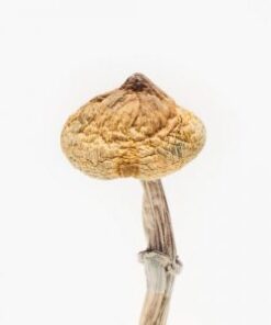 Super Thai Mushroom