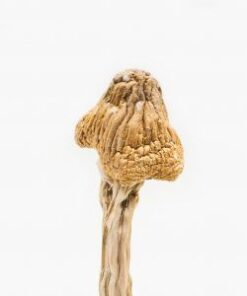 Tri-coloured Ecuadorian Mushroom